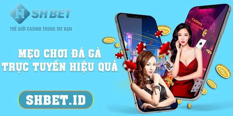 Mẹo chơi đá gà trực tuyến hiệu quả, 3 bí kíp cho tân thủ 19 Cách nhận biết tướng gà đá chiến thắng từ cao thủ