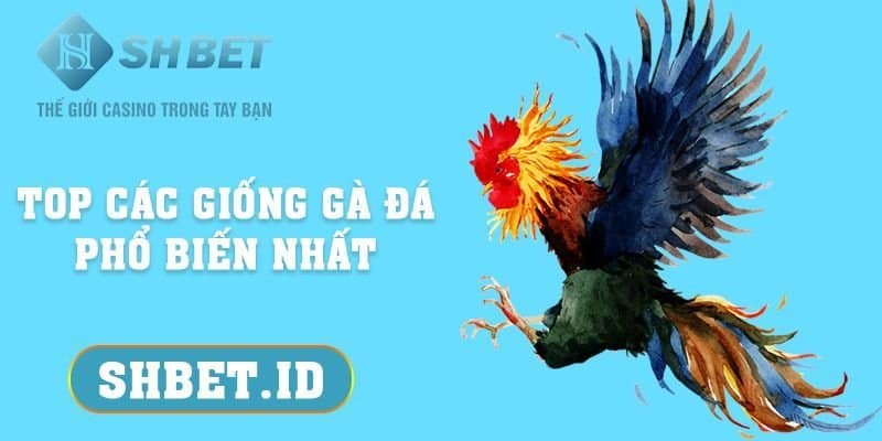 Top các giống gà đá phổ biến nhất, hot nhất tại SHBET 2023 15 SHBET_Top các giống gà đá phổ biến nhất, hot nhất tại SHBET 2023